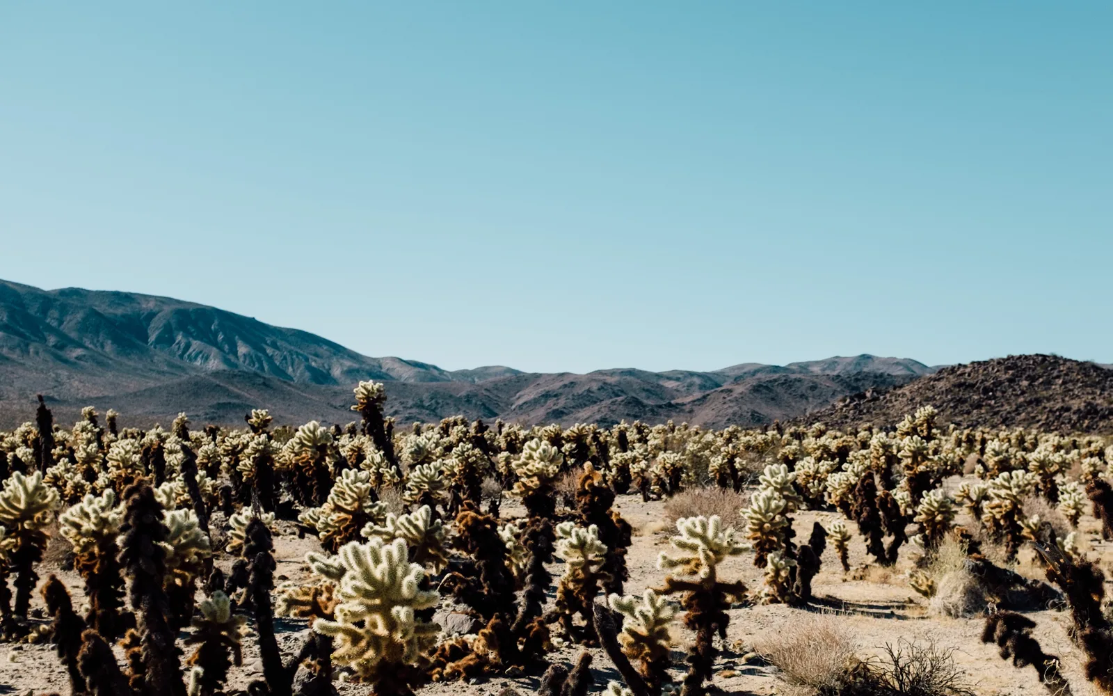 Cactus plants in desert landscape under blue sky